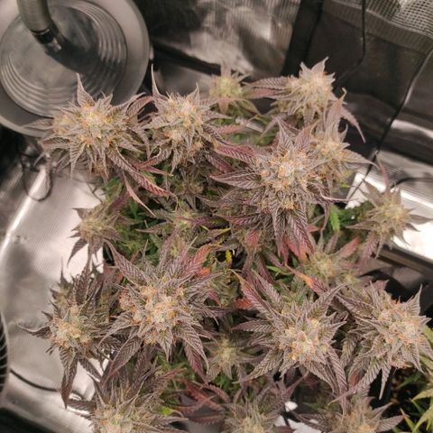 North Thunderfuck Auto RQS growlog timeline photo