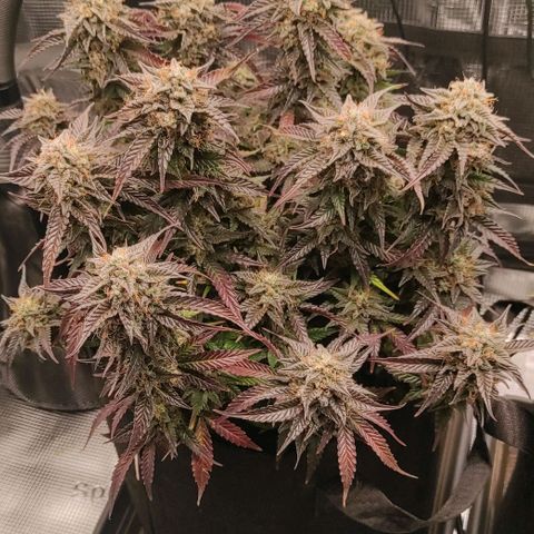 North Thunderfuck Auto RQS growlog photo: 19:00
