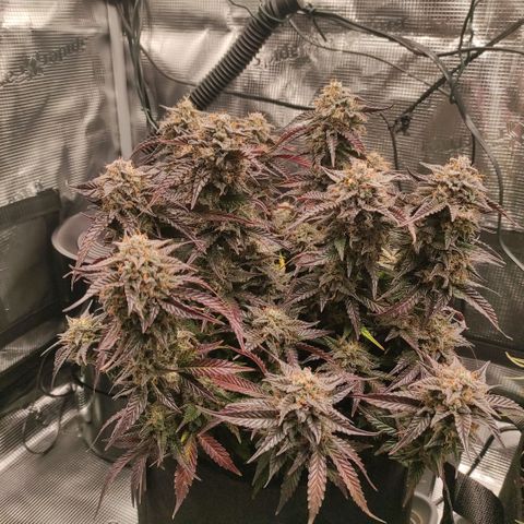 North Thunderfuck Auto RQS growlog photo: 19:00