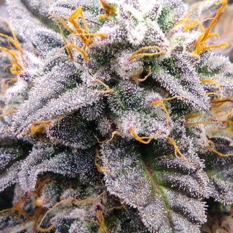 North Thunderfuck Auto RQS growlog photo: 19:00