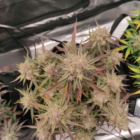 3 growlog timeline photo