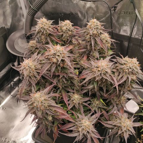 North Thunderfuck Auto RQS growlog photo: 19:00