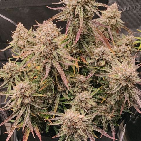 3 growlog photo: 19:00
