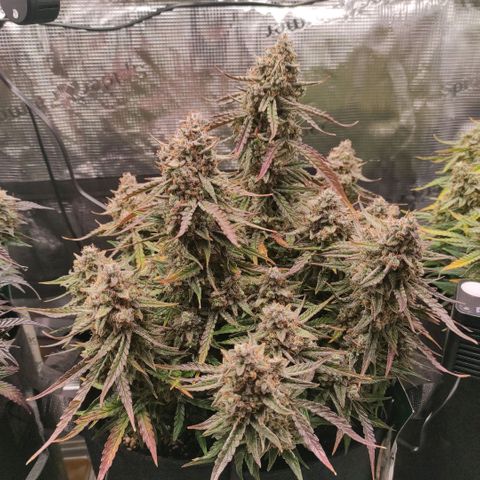 3 growlog photo: 19:00
