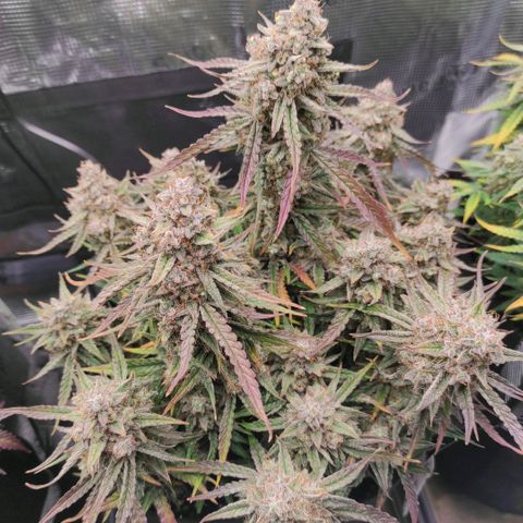 3 growlog photo: 19:00