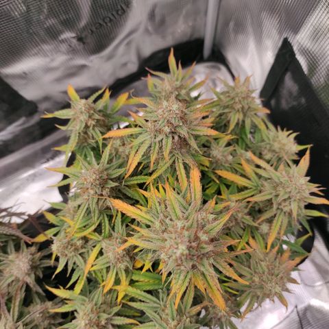 6 growlog timeline photo