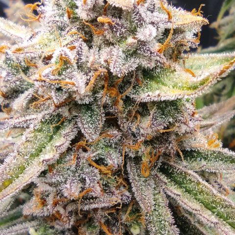 3 growlog photo: 19:00