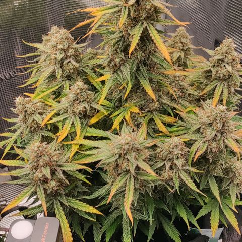 6 growlog photo: 19:00