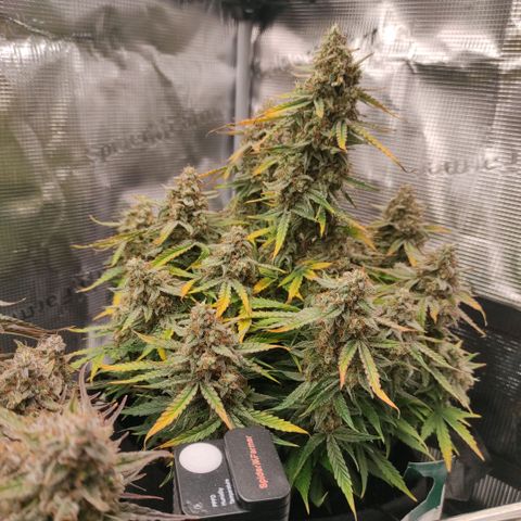 6 growlog photo: 19:00