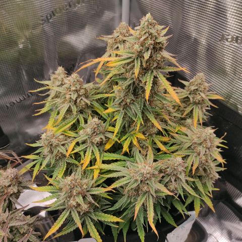 6 growlog photo: 19:00
