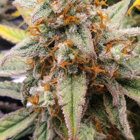 6 growlog photo: 19:00