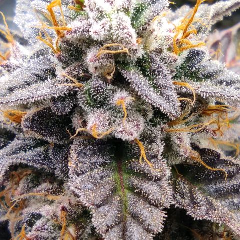 North Thunderfuck Auto RQS growlog photo: 16:00