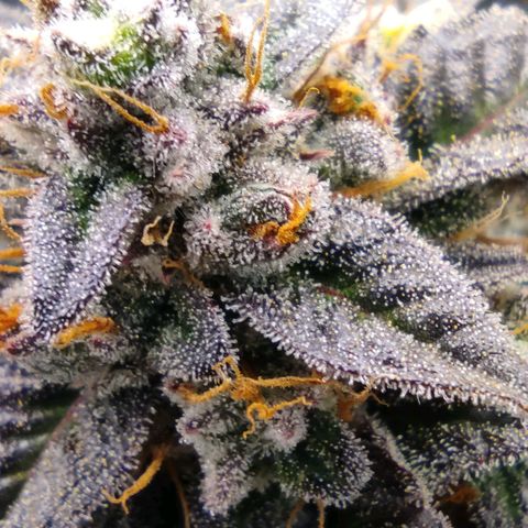 North Thunderfuck Auto RQS growlog photo: 16:00