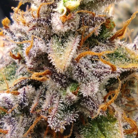 3 growlog photo: 16:00