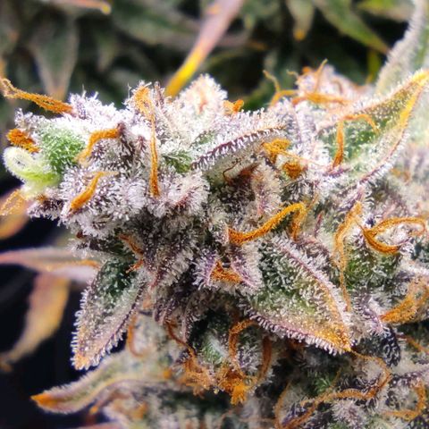 3 growlog photo: 16:00