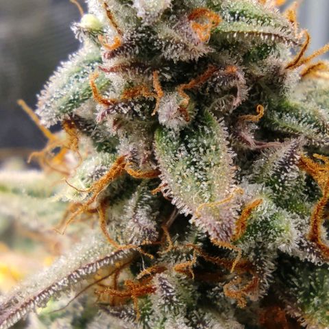 6 growlog photo: 16:00
