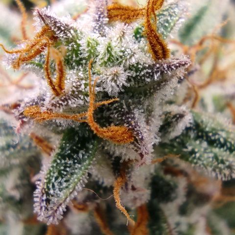 6 growlog photo: 16:00