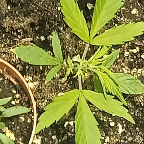 Plant5 growlog photo: G13haze, laughing Buddha, gorilla zskittlez, purple berry muffinz x2, 1x wedding cake, 1 big bud auto for a try. 