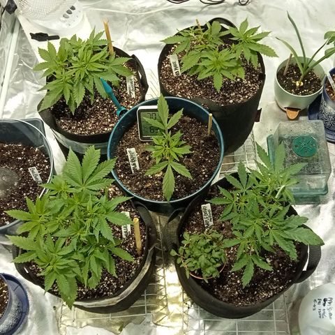 Plant5 growlog photo: G13haze, laughing Buddha, gorilla zskittlez, purple berry muffinz x2, 1x wedding cake, 1 big bud auto for a try. 