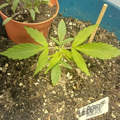 Plant5 growlog photo: G13haze, laughing Buddha, gorilla zskittlez, purple berry muffinz x2, 1x wedding cake, 1 big bud auto for a try. 