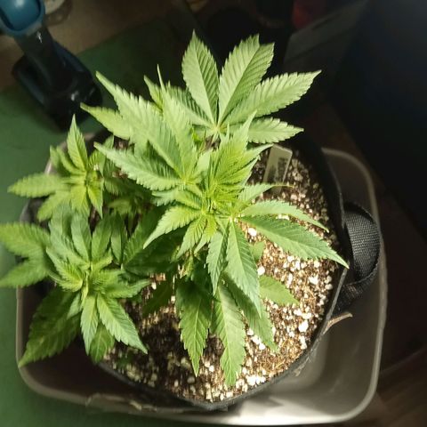 Plant5 growlog photo: G13haze, laughing Buddha, gorilla zskittlez, purple berry muffinz x2, 1x wedding cake, 1 big bud auto for a try. 
