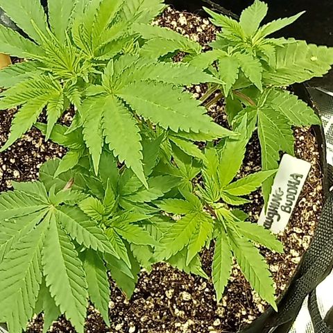 Plant5 growlog photo: G13haze, laughing Buddha, gorilla zskittlez, purple berry muffinz x2, 1x wedding cake, 1 big bud auto for a try. 