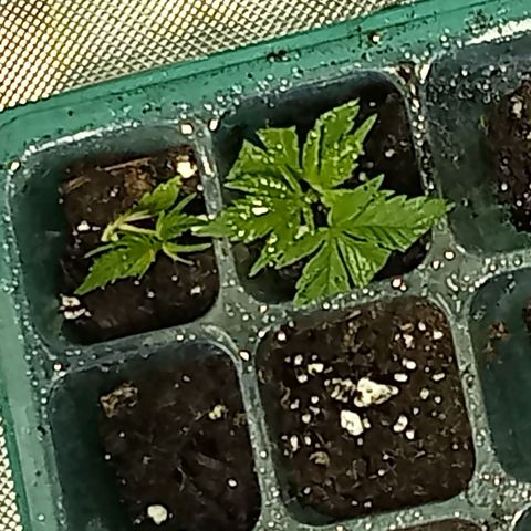 Plant5 growlog photo: Photos ov my lady's 