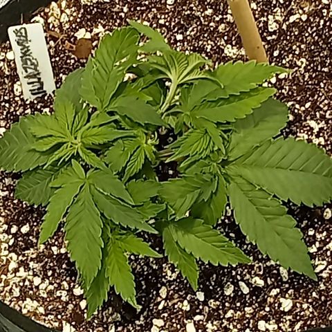 Plant5 growlog photo: Photos ov my lady's 