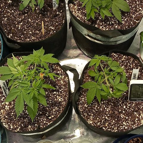 Plant5 growlog photo: Photos ov my lady's 