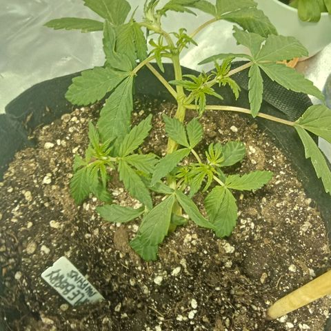 Plant5 growlog photo: Photos ov my lady's 