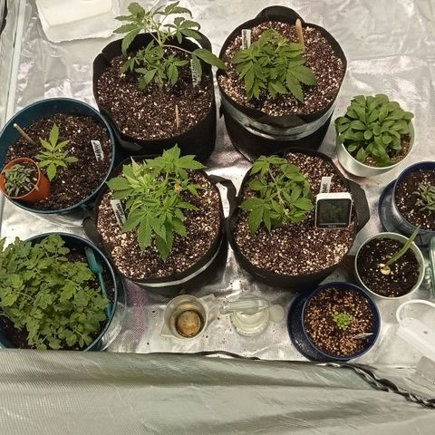 Plant5 growlog photo: Photos ov my lady's 
