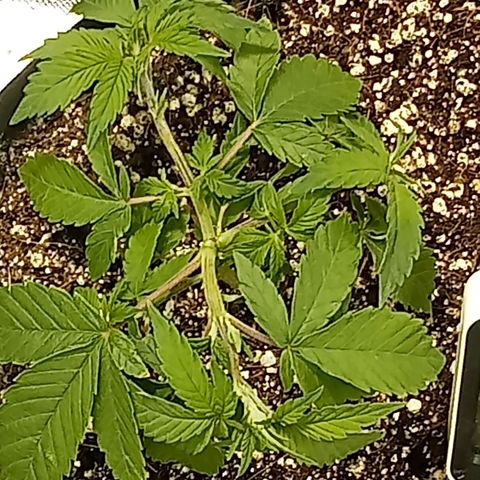 Plant5 growlog photo: Photos ov my lady's 