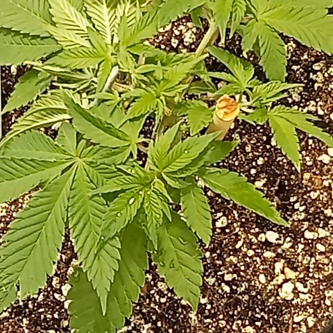 Plant5 growlog photo: Photos ov my lady's 