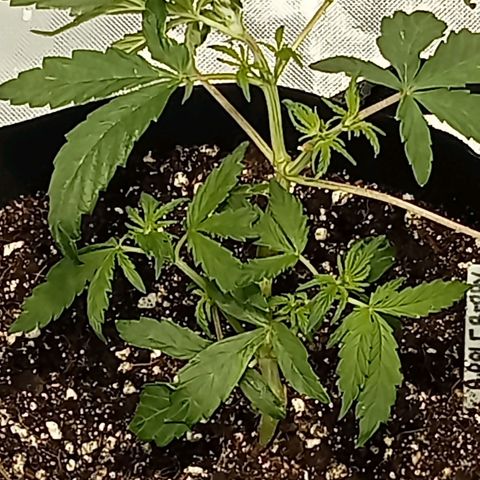 Plant5 growlog photo: Photos ov my lady's 