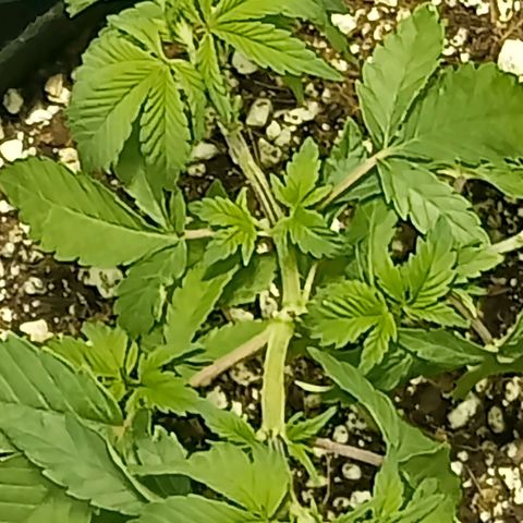 Plant5 growlog photo: Photos ov my lady's 
