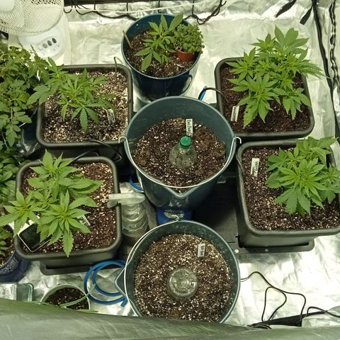 Plant5 growlog photo: Photos ov my lady's 