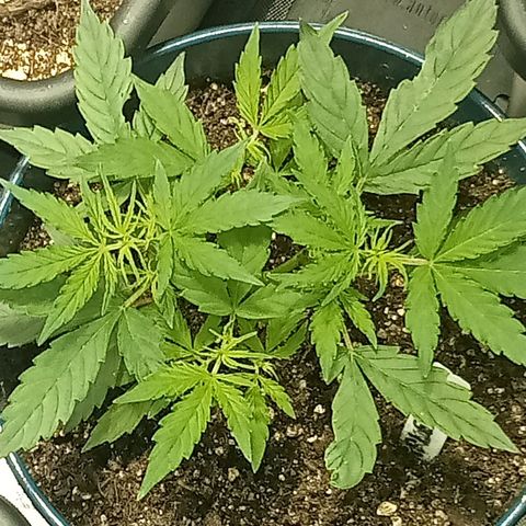 Plant5 growlog timeline photo