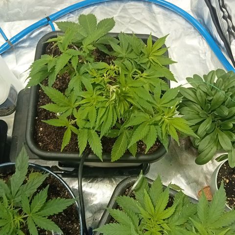 Plant5 growlog timeline photo