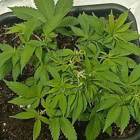 Plant5 growlog timeline photo