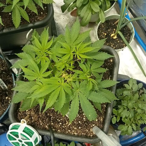 Plant5 growlog timeline photo