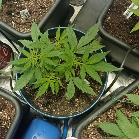 Plant5 growlog timeline photo