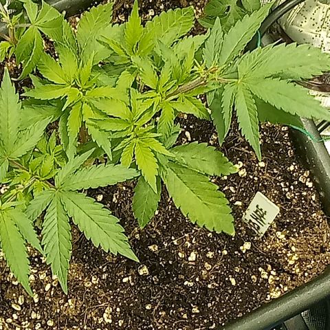 Plant5 growlog timeline photo
