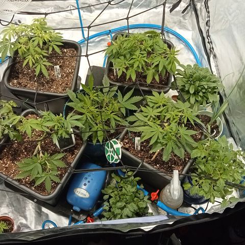 Plant5 growlog photo: All plants. Also have scrog net up to get canopy even as fuck... Iv got 1 wedding cake seedling in solo cup I hope it makes it. Also I have a clone that's doing well we see.... 