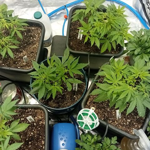 Plant5 growlog photo: All plants. Also have scrog net up to get canopy even as fuck... Iv got 1 wedding cake seedling in solo cup I hope it makes it. Also I have a clone that's doing well we see.... 