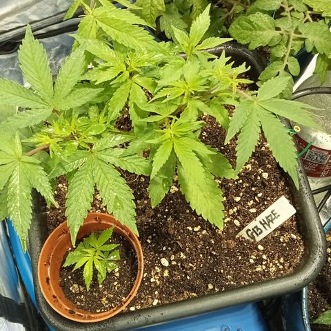Plant5 growlog photo: All plants. Also have scrog net up to get canopy even as fuck... Iv got 1 wedding cake seedling in solo cup I hope it makes it. Also I have a clone that's doing well we see.... 