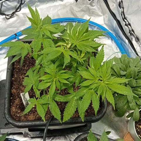 Plant5 growlog photo: All plants. Also have scrog net up to get canopy even as fuck... Iv got 1 wedding cake seedling in solo cup I hope it makes it. Also I have a clone that's doing well we see.... 