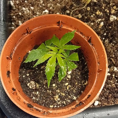Plant5 growlog photo: All plants. Also have scrog net up to get canopy even as fuck... Iv got 1 wedding cake seedling in solo cup I hope it makes it. Also I have a clone that's doing well we see.... 