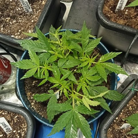 Plant5 growlog photo: All plants. Also have scrog net up to get canopy even as fuck... Iv got 1 wedding cake seedling in solo cup I hope it makes it. Also I have a clone that's doing well we see.... 