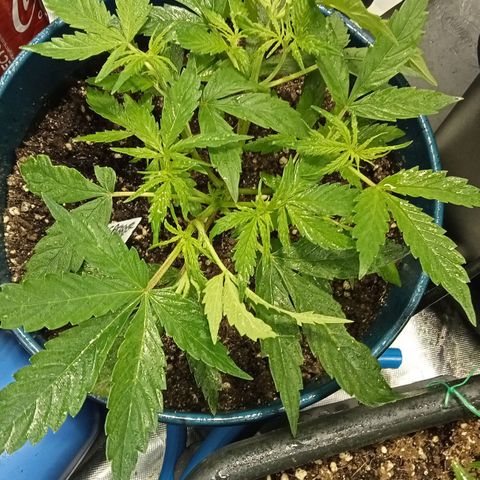 Plant5 growlog photo: All plants. Also have scrog net up to get canopy even as fuck... Iv got 1 wedding cake seedling in solo cup I hope it makes it. Also I have a clone that's doing well we see.... 