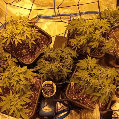 Plant5 growlog photo: Week 2 beginning flower....